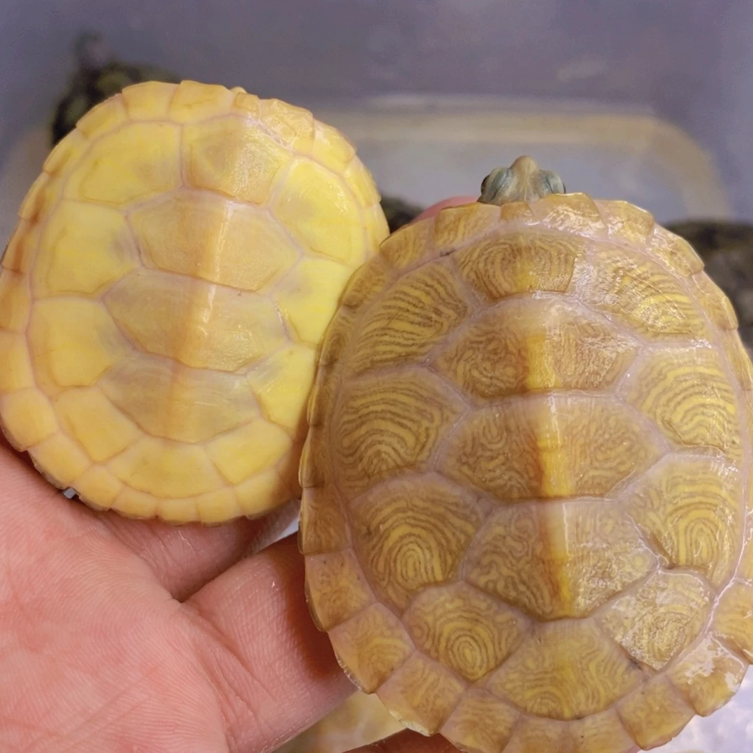 母绿毛龟1悖论一个白巴