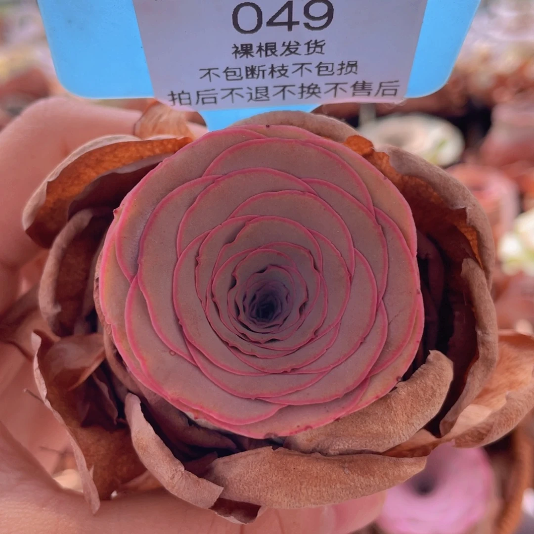 山地玫瑰049裸根发货不售后