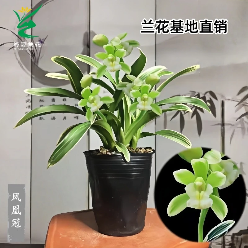 翁源兰花蕙兰矮种铭品金边凤凰冠开花浓香室内好养绿植花卉