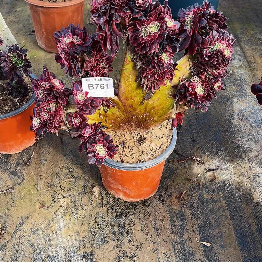 悠****果多肉植物761美杜莎缀