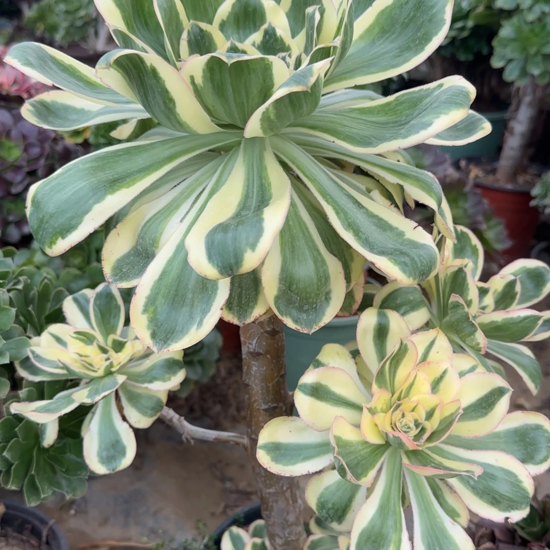 艳姿锦四年桩孤品包邮断枝不包