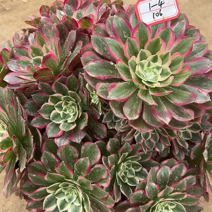 孔雀翎多肉法师不包损106