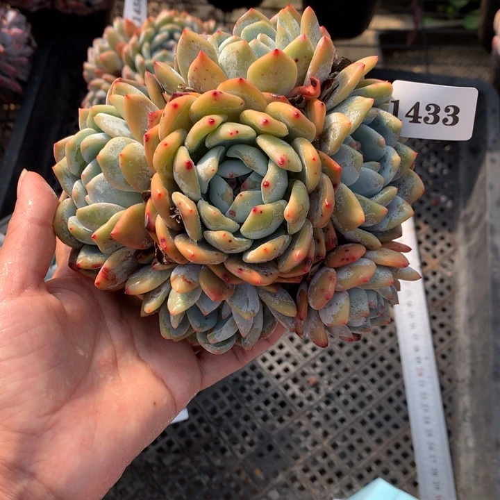 1433嗯嗯嗯嗯嗯嗯嗯好喜欢我