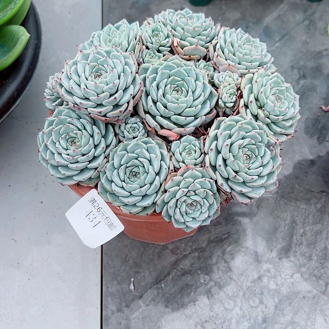Ｙ***Ｙ434莎罗姬多肉植物多肉