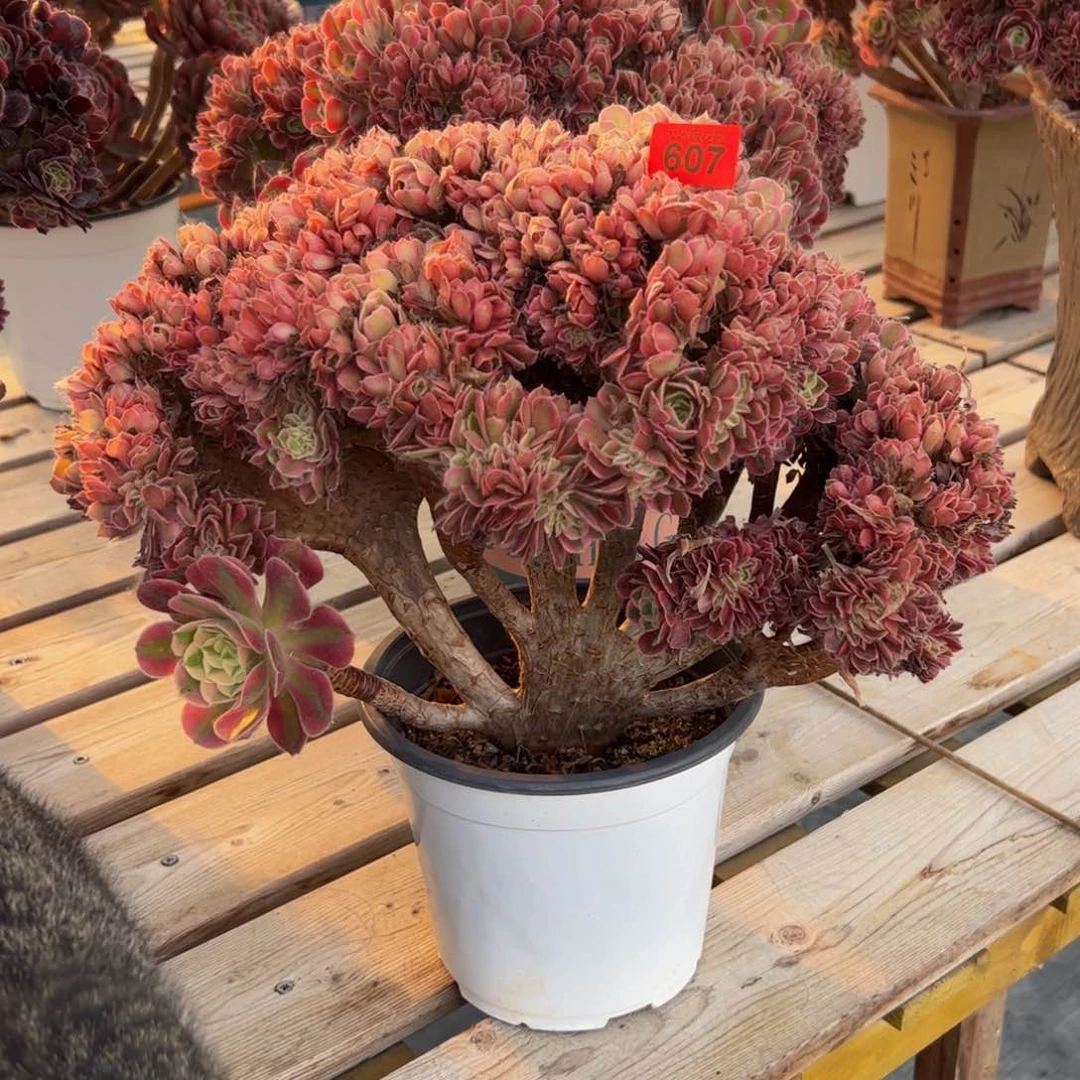 林**虎607炖肉植物寄养女巫朵朵缀