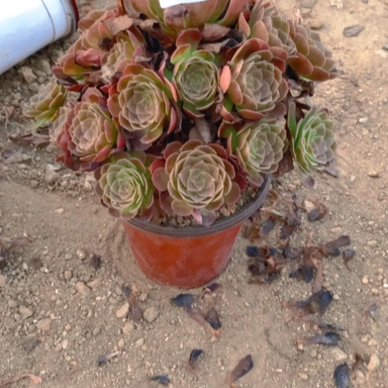 263多肉植物炽焰莲