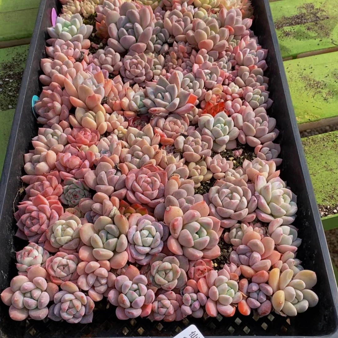 二*初972多肉植物保护研究所所长助理研究员