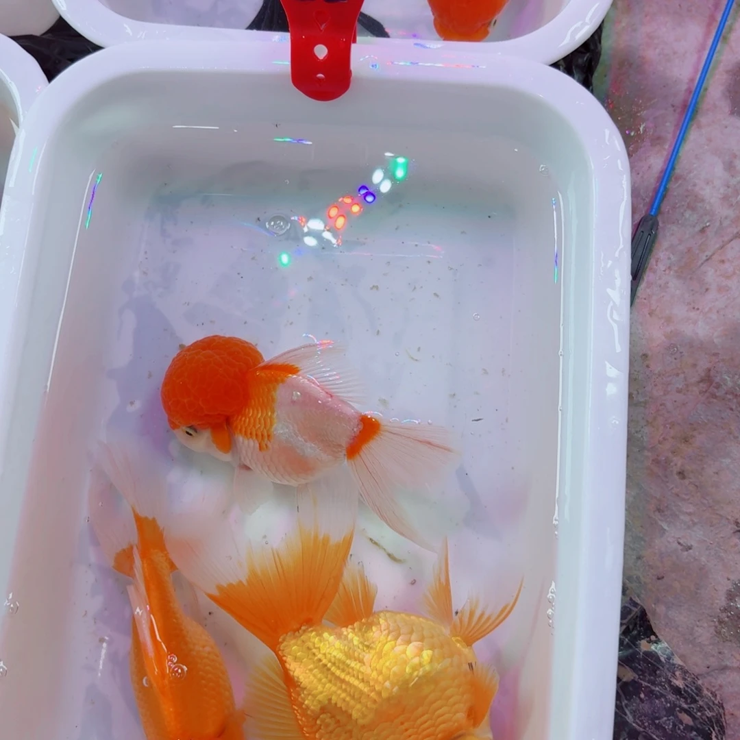 3条龙镜鱼鱼鱼鱼鱼