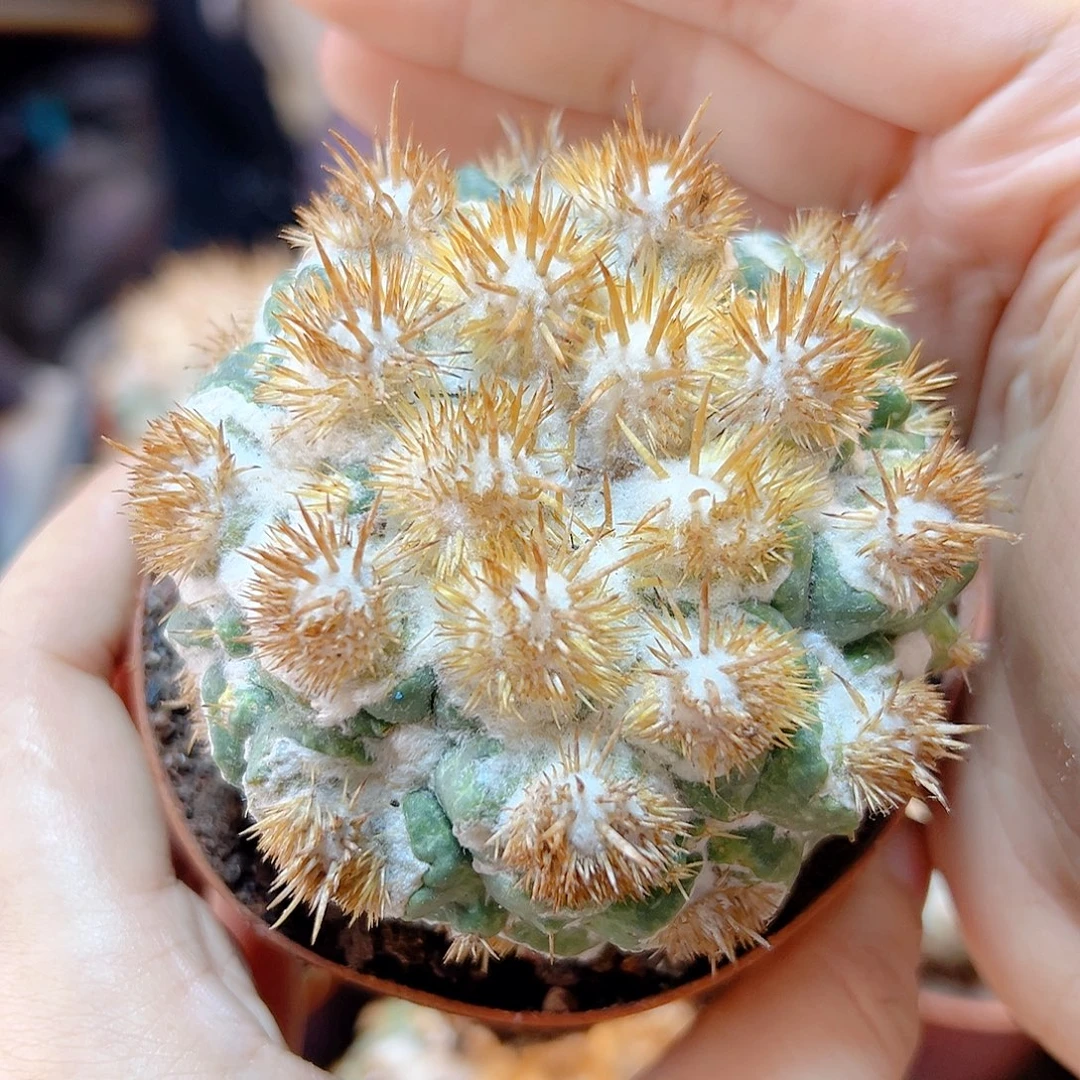 自根刺缀象牙含刺7公分带盆平切
