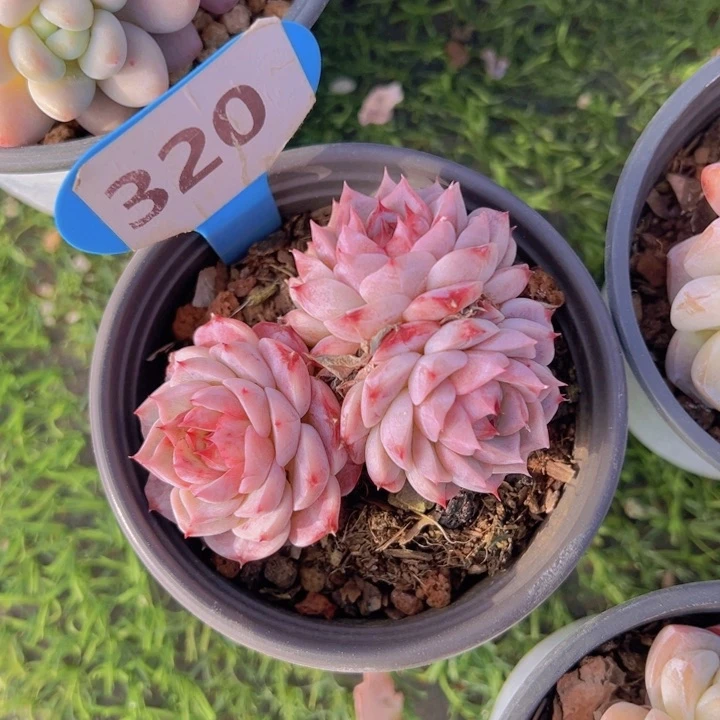 健健康康平平安安