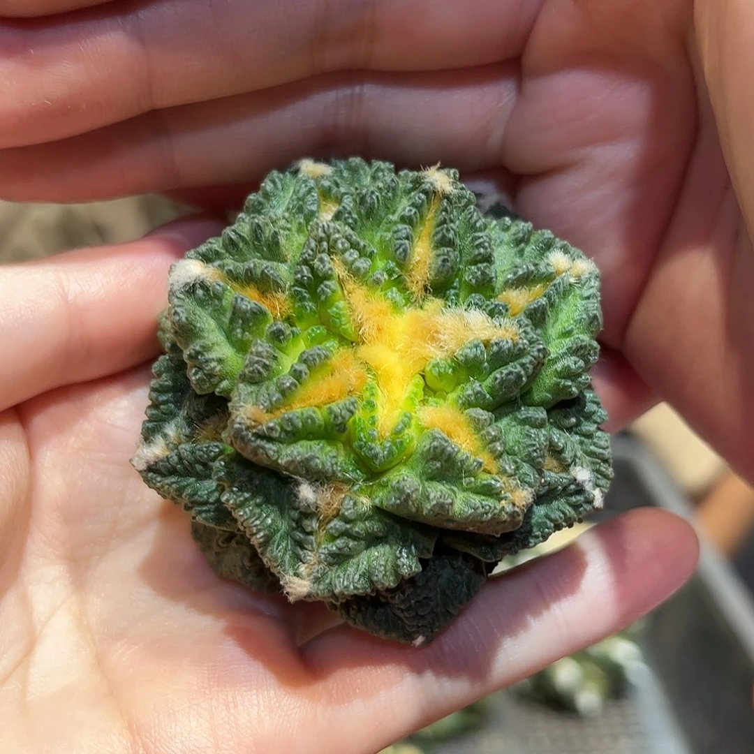 5.5cm无根好好龟甲牡丹