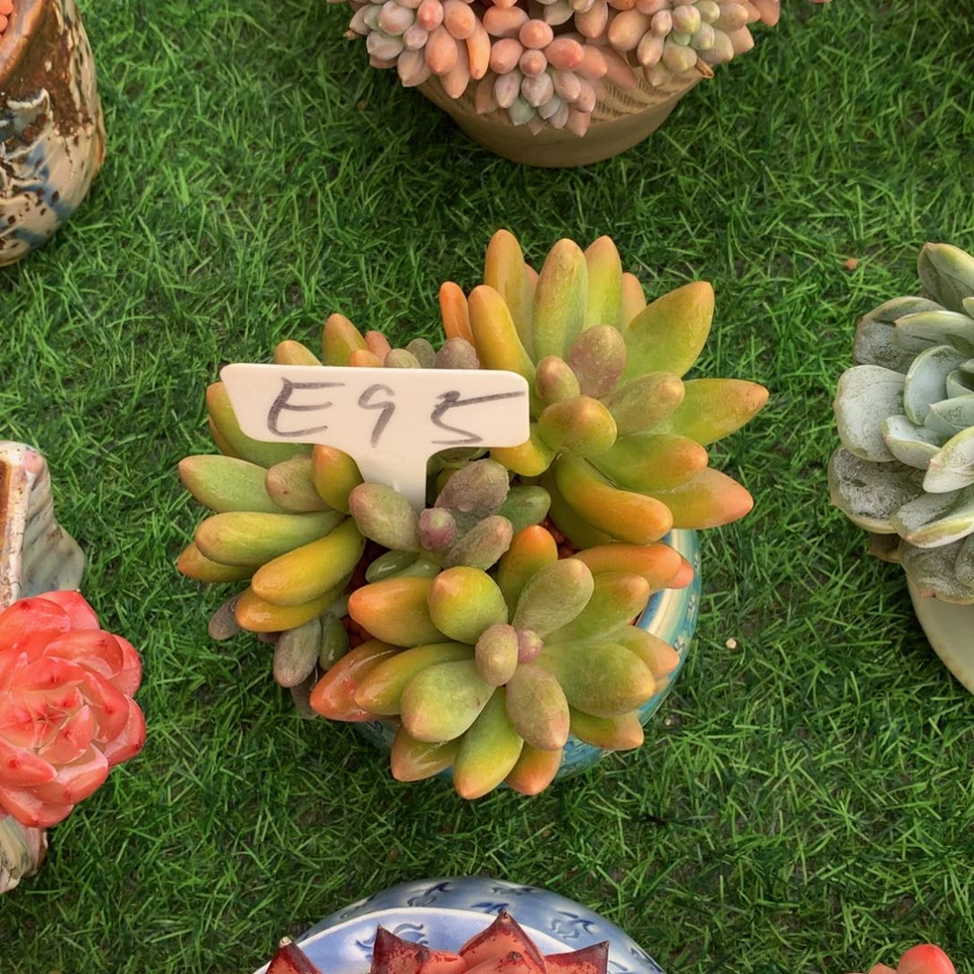 b****多肉植物627273773373
