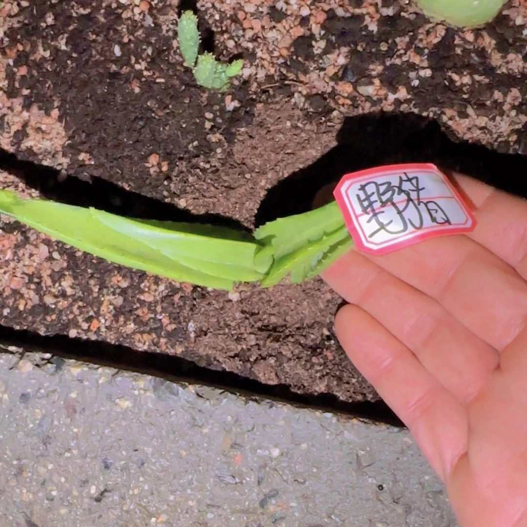 ?*猪块根植物块根植物块根