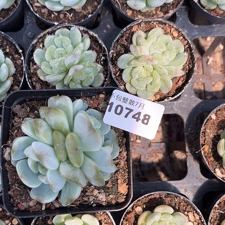 阿雅园艺。    10748白恋