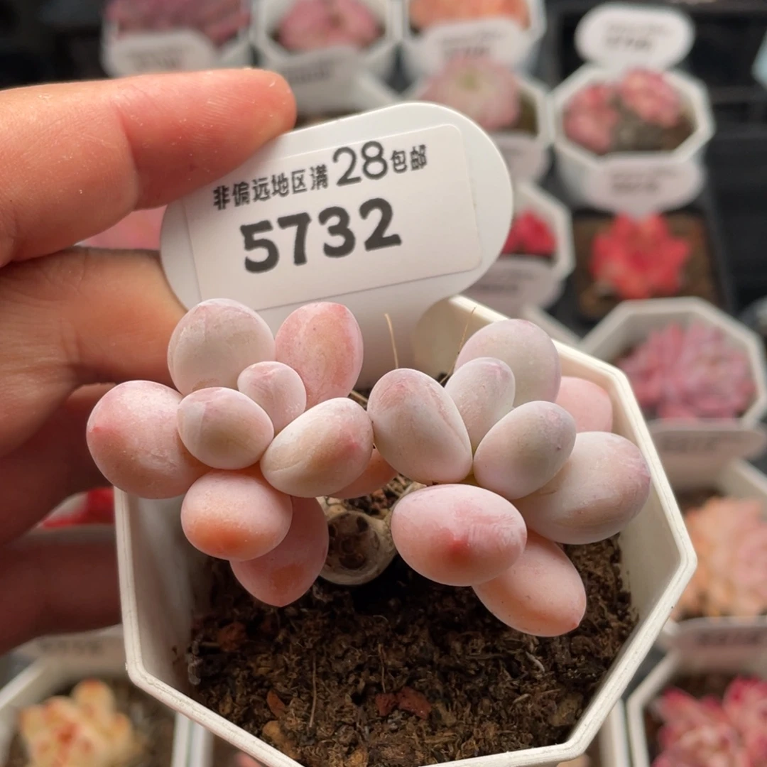 香水有砍5732-6.5厘米