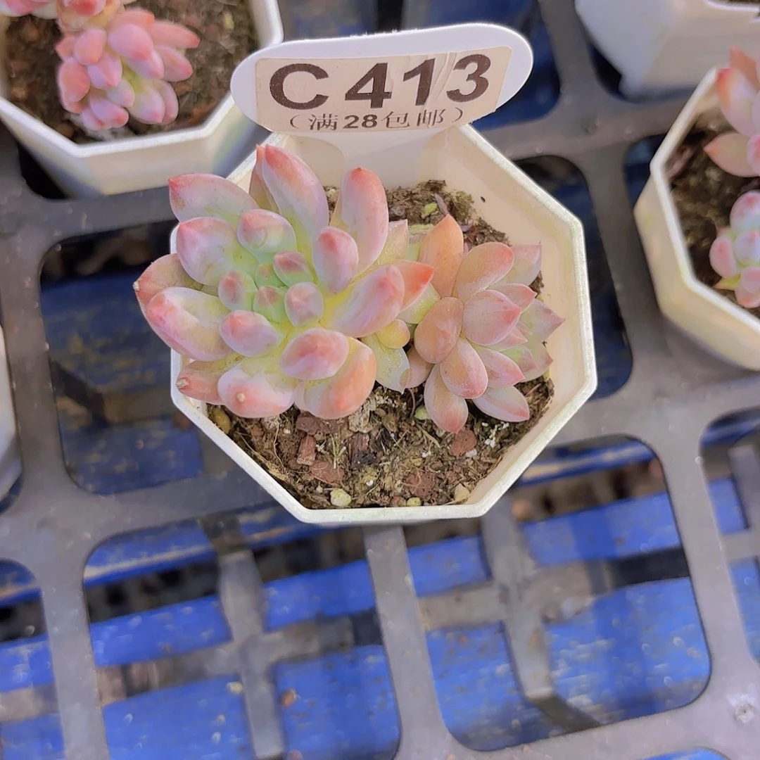 薇***薇C413所罗门一物一拍