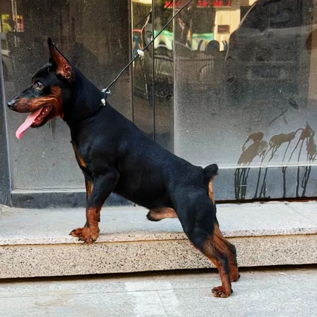 【迷你杜宾-宾莎犬】狗狗活体