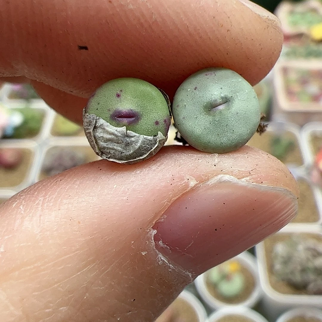 【闪购商品】180 TS427 红嘴