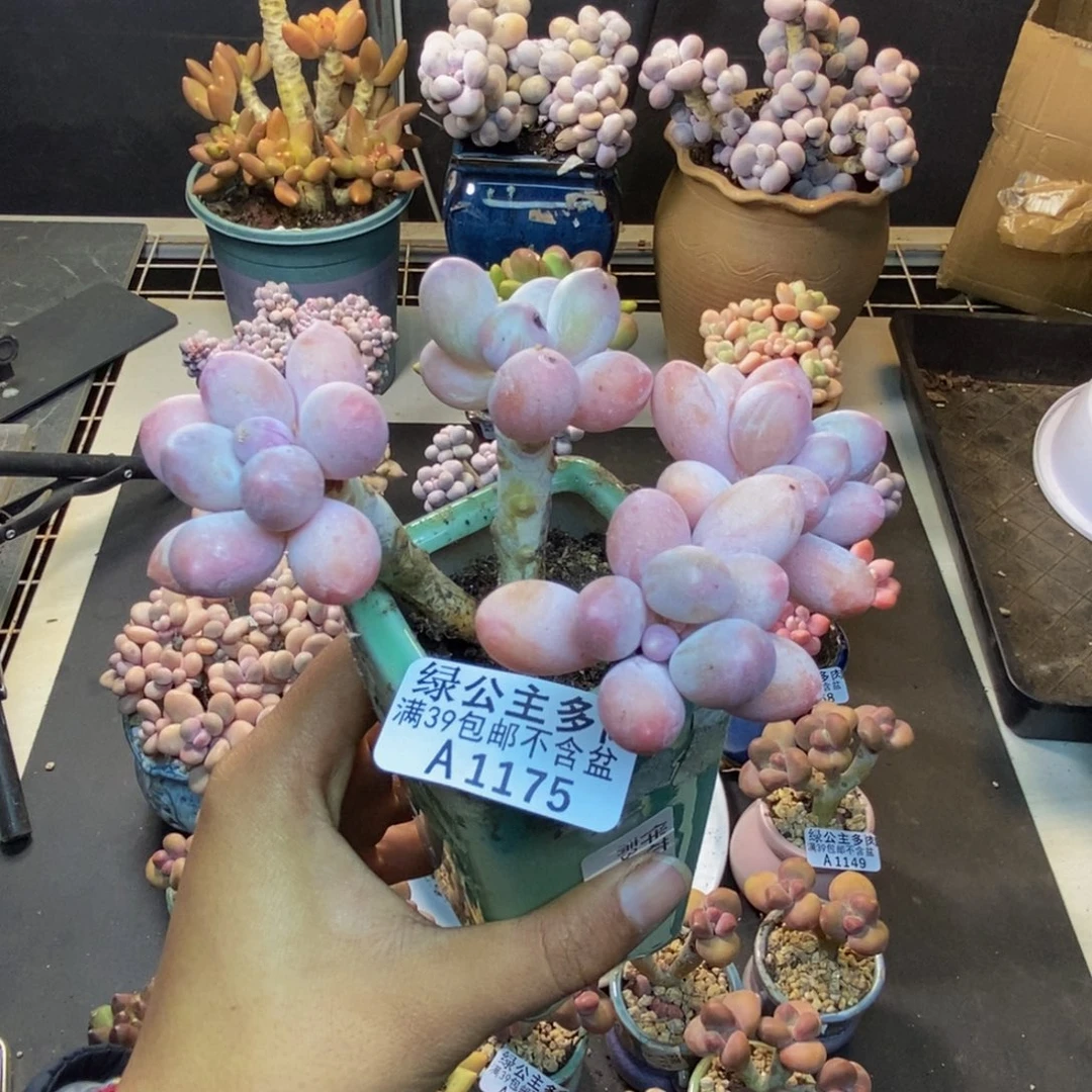 175香水手指奶多肉7cm