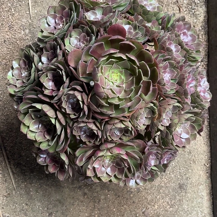 多肉植物抹茶锦……