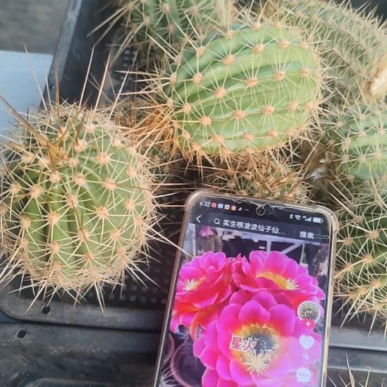 仙人球毛花柱星火侧芽