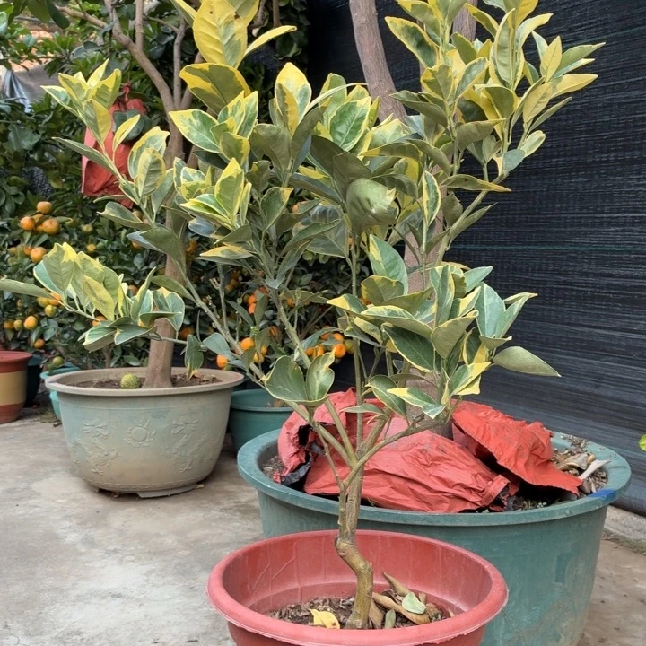 开***）完全开放一物一拍