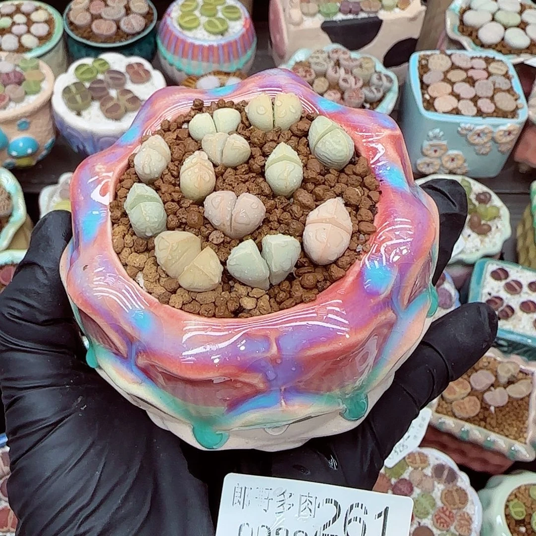 生石花满18包邮0928-261