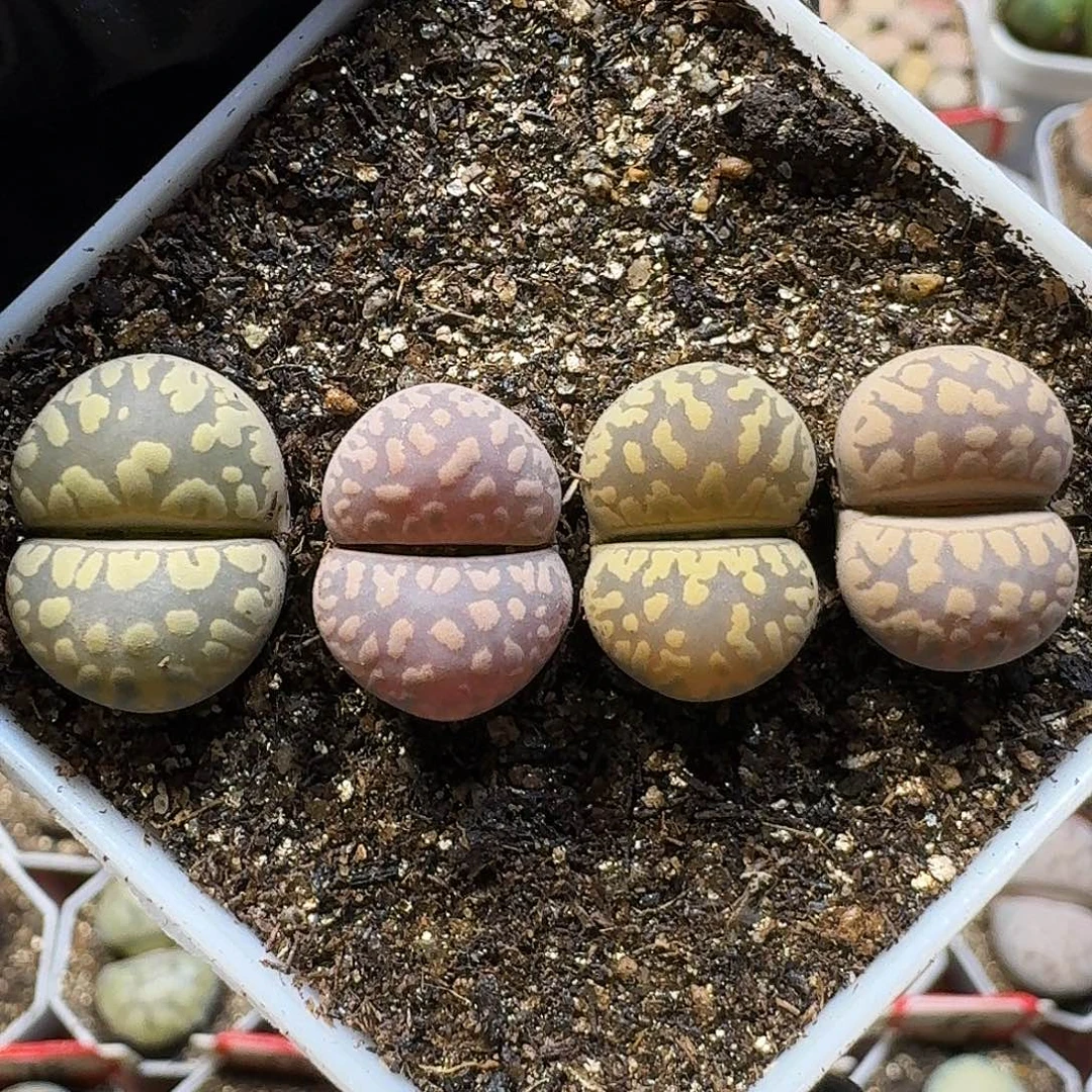 生石花11111。  168