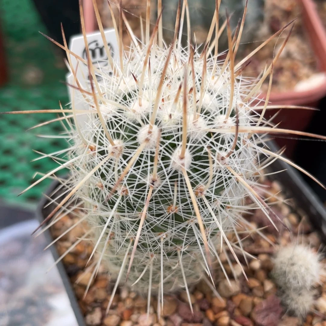 鹿角柱实生仙人球天照