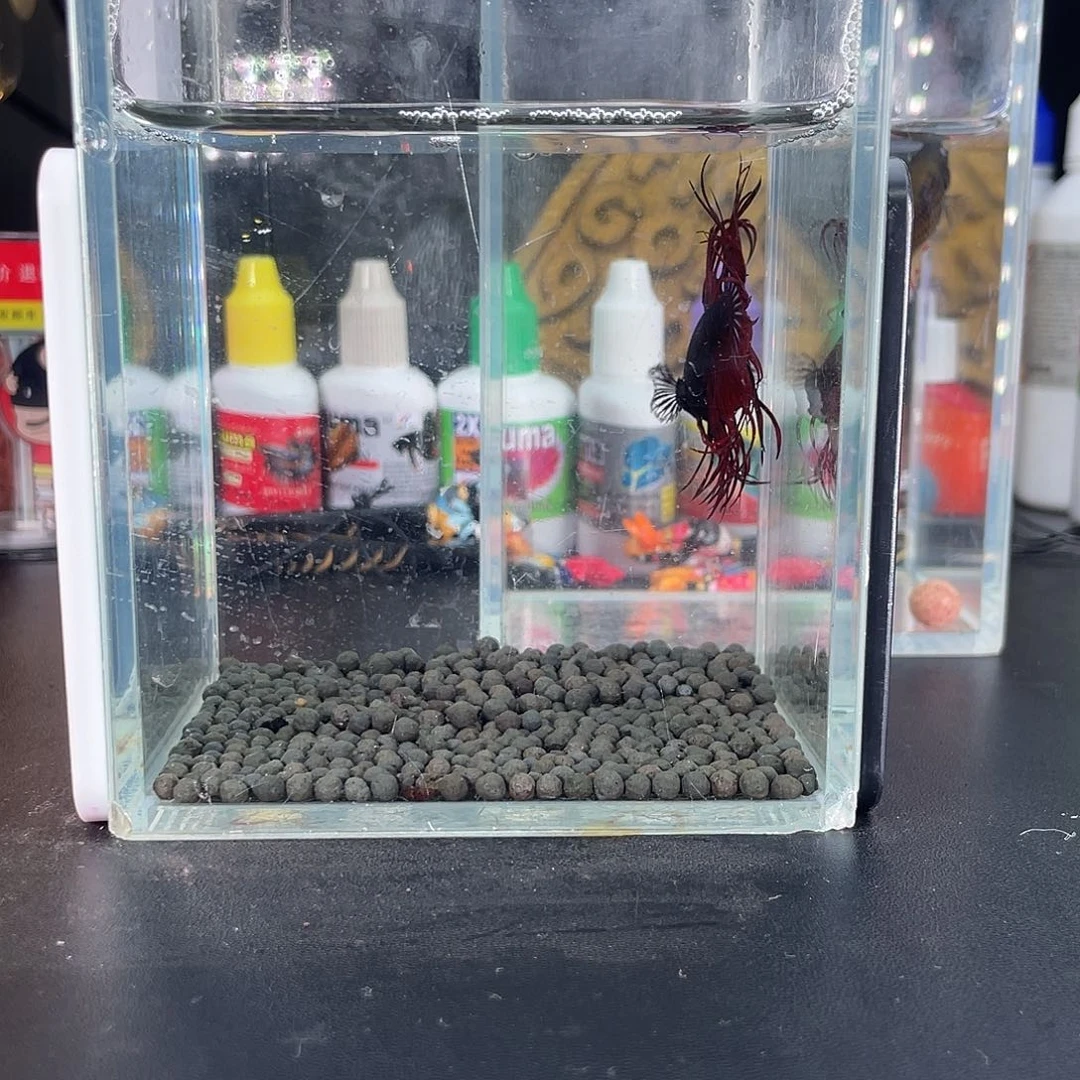 斗鱼11号116早黑毒