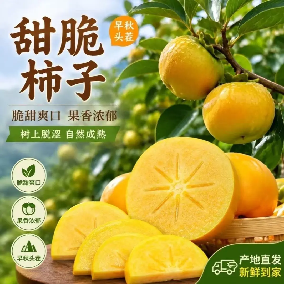 【冰糖心脆柿】山西运城新鲜采摘脆甜多汁阳丰巧克力脆柿子应季水