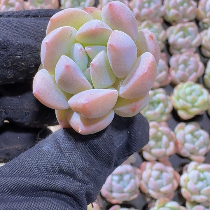 精品k18量拍两颗多肉