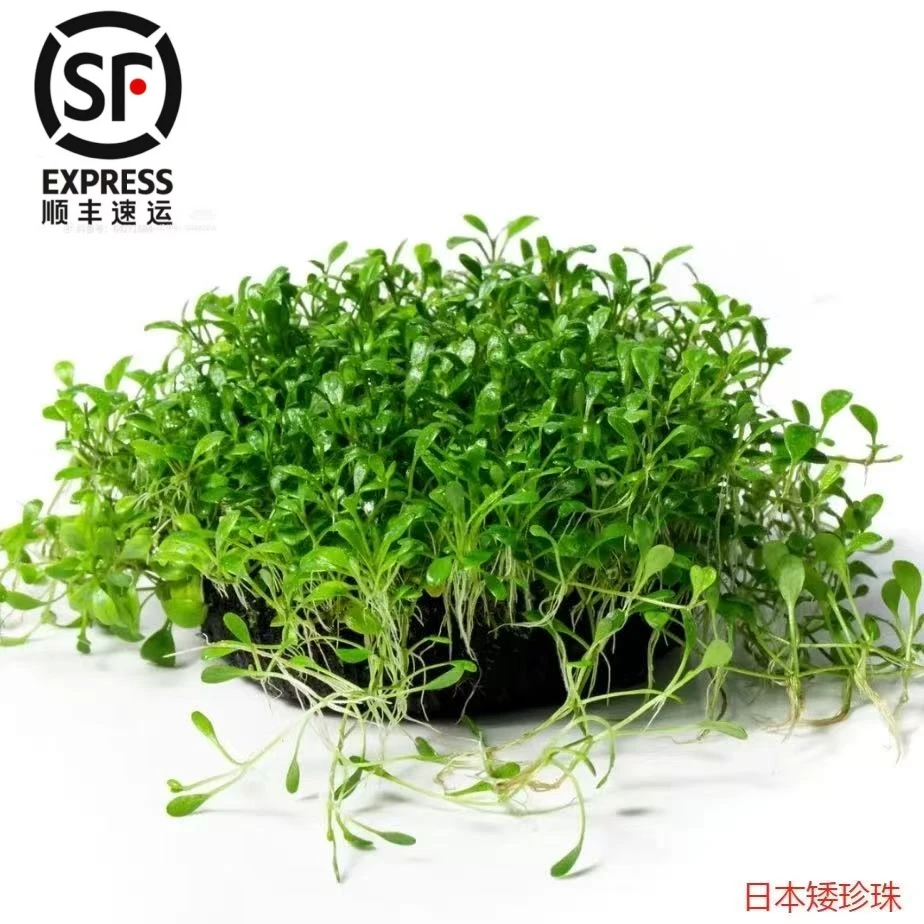 草坪造景   矮珍珠【鱼缸前景造景】植物草鱼缸造景净化水质