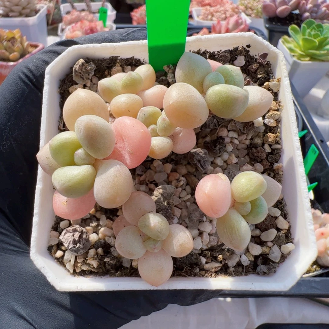 48 星宝精品多肉