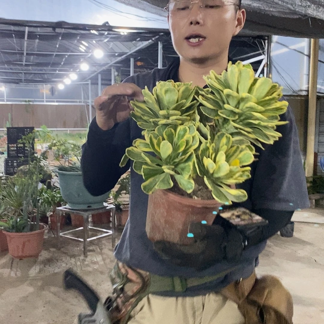 扇贝麒麟锦8个头发货量拍
