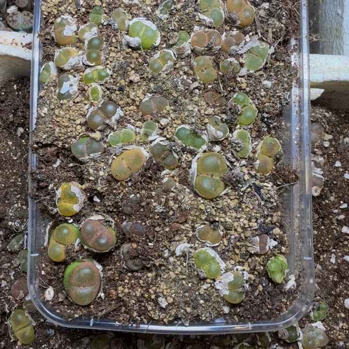 h***z多肉植物的生长发育108