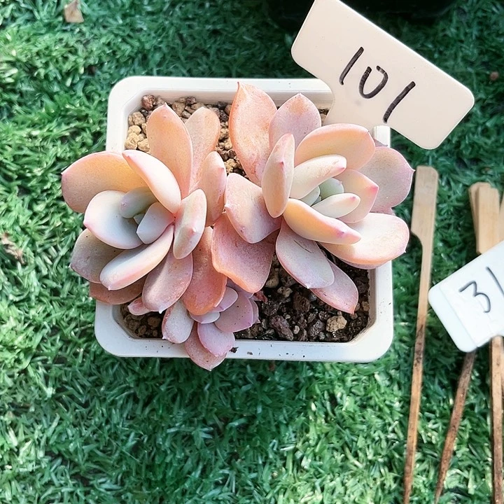 我是第一百个为妖亲