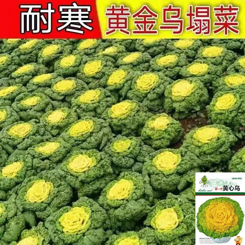 【全店满5元包邮】黄心乌塌菜种子黄心菜种子鸟塔菜菊叶菜耐寒四