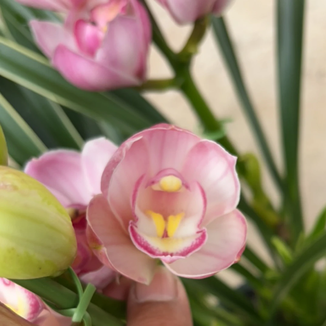 （阿伟家）福娘 粉色