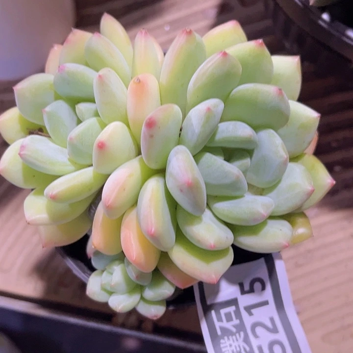 美人杂15215多肉植物