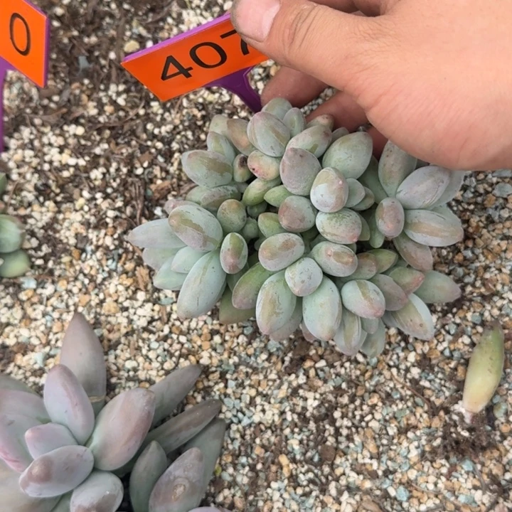 多肉植物白兰地407