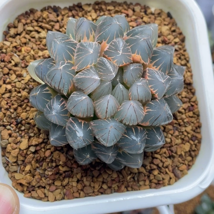 玫瑰金霓虹灯糊斑母本