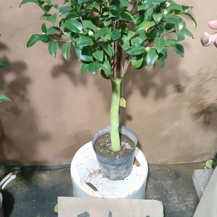 109西丽，原盆原土发货，不包邮