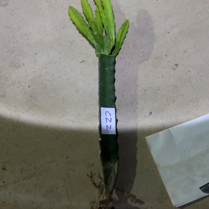 淡***香C22嫁接鼠尾令箭XE30