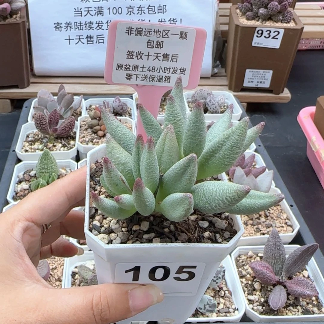 105大红嘴多肉植物