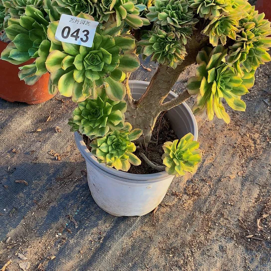 红陶艾****姐043微瑕碧玉缀化