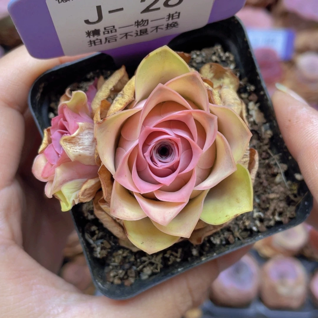 山地玫瑰J28满38包邮裸根发货