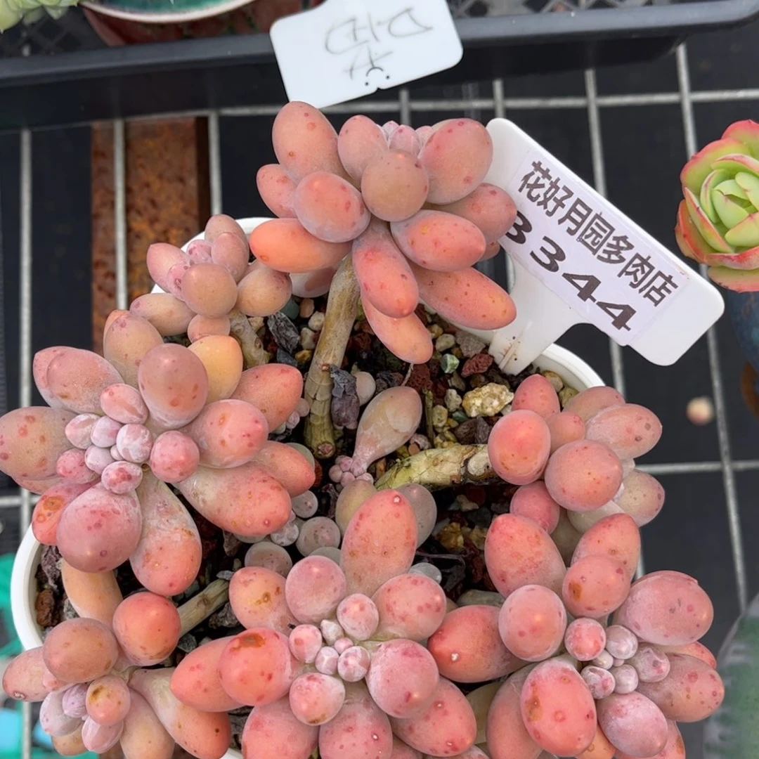 依***嫚多肉植物3344 一定要拍个冷链哦