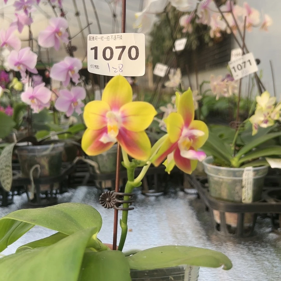 完全开放1070春雨彩虹