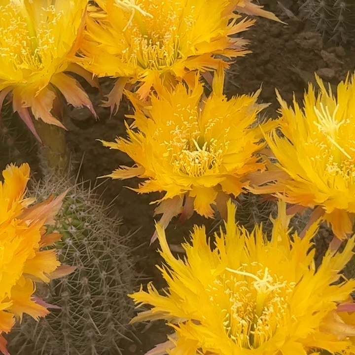 清清黄锯齿根瑕疵变异